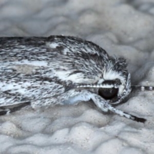 Phylomictis sarcinopa at Ainslie, ACT - 4 Nov 2020