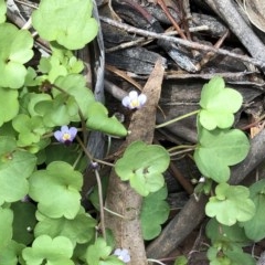 Cymbalaria muralis subsp. muralis (Ivy-leaved Toadflax) at Hughes Garran Woodland - 29 Oct 2020 by ruthkerruish