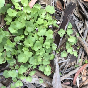 Cymbalaria muralis subsp. muralis at Garran, ACT - 30 Oct 2020