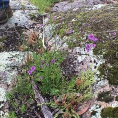 Arthropodium minus (Small Vanilla Lily) at Corrowong, NSW - 5 Nov 2020 by BlackFlat