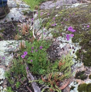 Arthropodium minus at Corrowong, NSW - 5 Nov 2020 05:09 PM