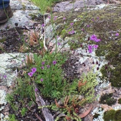 Arthropodium minus (Small Vanilla Lily) at Corrowong, NSW - 5 Nov 2020 by BlackFlat