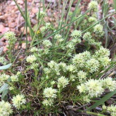 Scleranthus diander (Many-flowered Knawel) at Black Flat at Corrowong - 5 Nov 2020 by BlackFlat