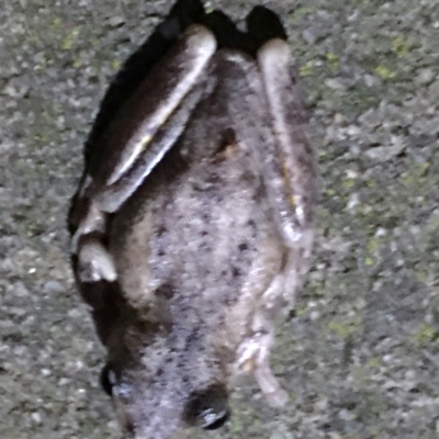 Litoria peronii (Peron's Tree Frog, Emerald Spotted Tree Frog) at Black Flat at Corrowong - 4 Nov 2020 by BlackFlat