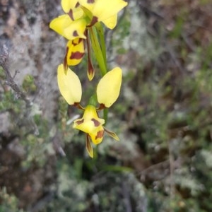 Diuris sulphurea at Corrowong, NSW - 5 Nov 2020