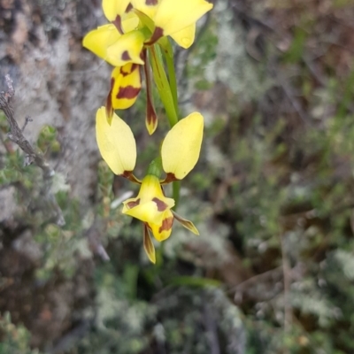 Diuris sulphurea (Tiger Orchid) at Black Flat at Corrowong - 4 Nov 2020 by BlackFlat