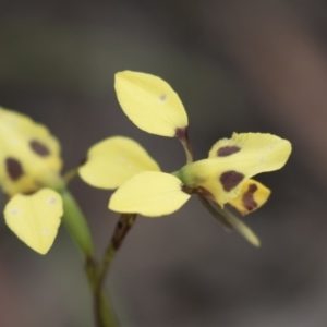 Diuris sulphurea at Bruce, ACT - suppressed