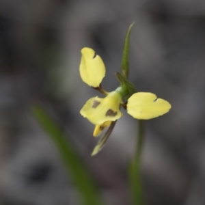 Diuris sulphurea at Bruce, ACT - 29 Oct 2020