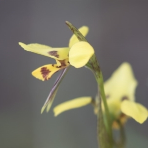 Diuris sulphurea at Bruce, ACT - 29 Oct 2020