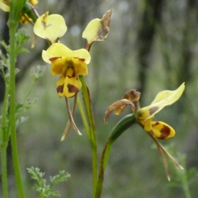 Diuris sulphurea (Tiger Orchid) at Majura, ACT - 4 Nov 2020 by AdventureGirl