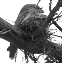 Podargus strigoides (Tawny Frogmouth) at Deakin, ACT - 2 Nov 2020 by AdventureGirl