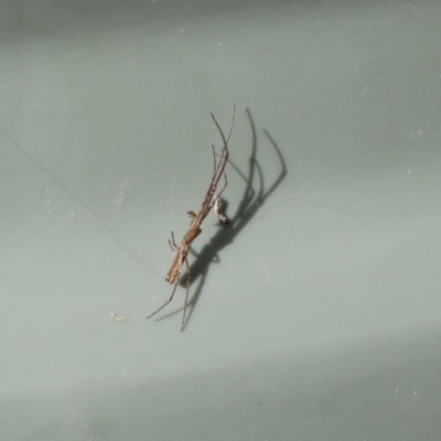 Tetragnatha sp. (genus) (Long-jawed spider) at Higgins, ACT - 18 Oct 2020 by AlisonMilton