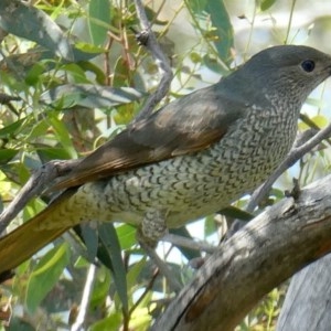 Ptilonorhynchus violaceus at Deakin, ACT - 2 Nov 2020 04:10 PM