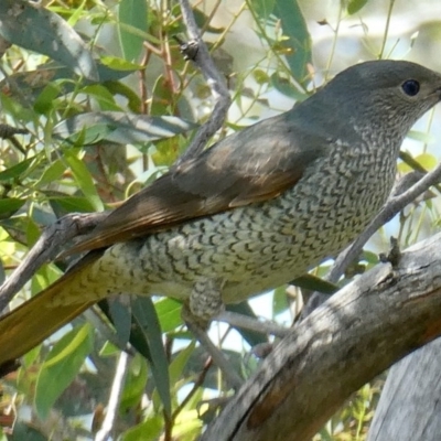 Ptilonorhynchus violaceus (Satin Bowerbird) at Red Hill Nature Reserve - 2 Nov 2020 by AdventureGirl