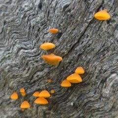 Heterotextus sp. (A yellow saprophytic jelly fungi) at Red Hill Nature Reserve - 31 Oct 2020 by AdventureGirl