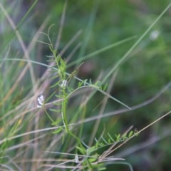 Vicia hirsuta (Hairy Vetch) at Mongarlowe, NSW - 4 Nov 2020 by LisaH