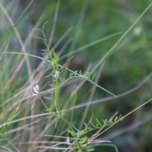 Vicia hirsuta at Mongarlowe, NSW - 4 Nov 2020