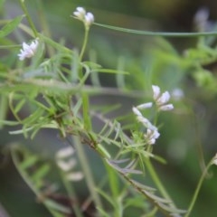 Vicia hirsuta at Mongarlowe, NSW - 4 Nov 2020