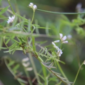 Vicia hirsuta at suppressed - 4 Nov 2020