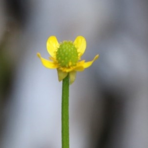 Ranunculus lappaceus at Mongarlowe, NSW - suppressed