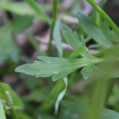 Ranunculus lappaceus at Mongarlowe, NSW - suppressed