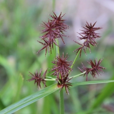 Cyperus congestus (Dense Flat-sedge) at Mongarlowe River - 4 Nov 2020 by LisaH