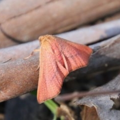 Aglaopus pyrrhata (Leaf Moth) at Mongarlowe River - 4 Nov 2020 by LisaH