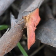 Aglaopus pyrrhata at Mongarlowe, NSW - suppressed