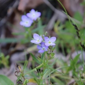 Veronica gracilis at Mongarlowe, NSW - 4 Nov 2020