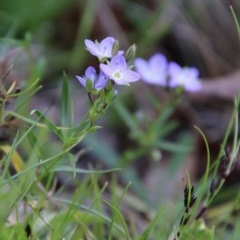 Veronica gracilis at Mongarlowe, NSW - 4 Nov 2020