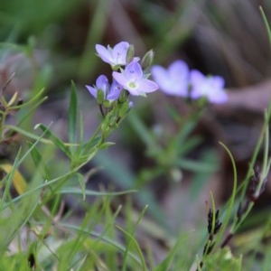 Veronica gracilis at Mongarlowe, NSW - 4 Nov 2020