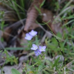 Veronica gracilis at Mongarlowe, NSW - 4 Nov 2020