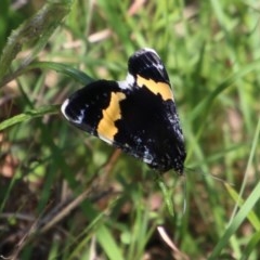 Eutrichopidia latinus (Yellow-banded Day-moth) at Mongarlowe River - 4 Nov 2020 by LisaH