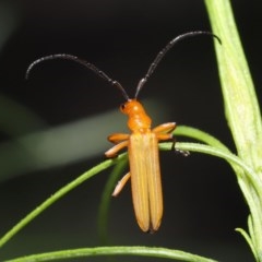 Stenoderus concolor (Longhorn Beetle) at ANBG - 1 Nov 2020 by TimL