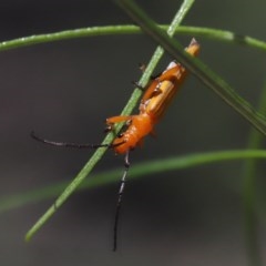 Stenoderus concolor at Acton, ACT - 1 Nov 2020