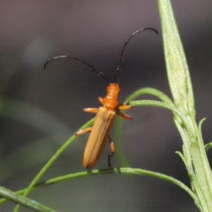 Stenoderus concolor at Acton, ACT - 1 Nov 2020