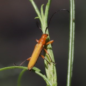 Stenoderus concolor at Acton, ACT - 1 Nov 2020