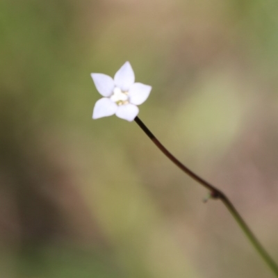 Wahlenbergia sp. (Bluebell) at Mongarlowe River - 4 Nov 2020 by LisaH