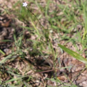 Wahlenbergia sp. at Mongarlowe, NSW - 4 Nov 2020