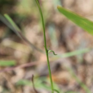 Wahlenbergia sp. at Mongarlowe, NSW - suppressed