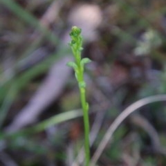 Microtis sp. (Onion Orchid) at Mongarlowe, NSW - 4 Nov 2020 by LisaH