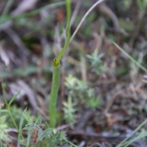 Microtis sp. at Mongarlowe, NSW - 4 Nov 2020