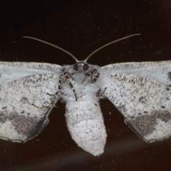 Circopetes obtusata at Ainslie, ACT - 4 Nov 2020