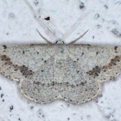Taxeotis intextata (Looper Moth, Grey Taxeotis) at Ainslie, ACT - 4 Nov 2020 by jbromilow50