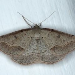 Taxeotis stereospila (Oval-spot Taxeotis (Oenochrominae)) at Ainslie, ACT - 4 Nov 2020 by jb2602