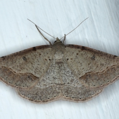 Taxeotis stereospila (Oval-spot Taxeotis (Oenochrominae) at Ainslie, ACT - 4 Nov 2020 by jb2602