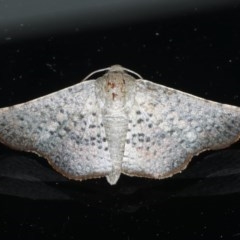 Aglaopus centiginosa (Dark-fringed Leaf Moth) at Ainslie, ACT - 4 Nov 2020 by jbromilow50