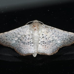 Aglaopus centiginosa at Ainslie, ACT - 4 Nov 2020