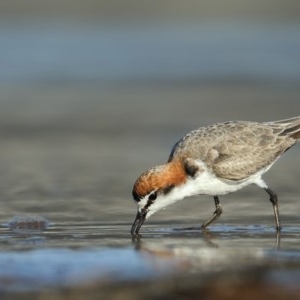 Anarhynchus ruficapillus at Tathra, NSW - 4 Nov 2020