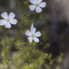 Drosera gunniana (Pale Sundew) at Gossan Hill - 13 Oct 2020 by AlisonMilton